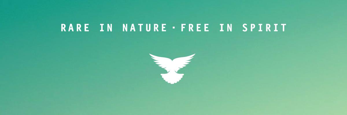 pinkpigeonrum's profile banner image