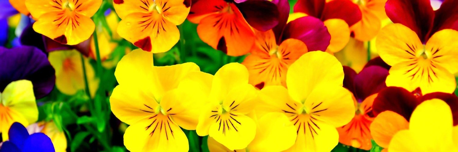 sarah 🐍 cobra banner