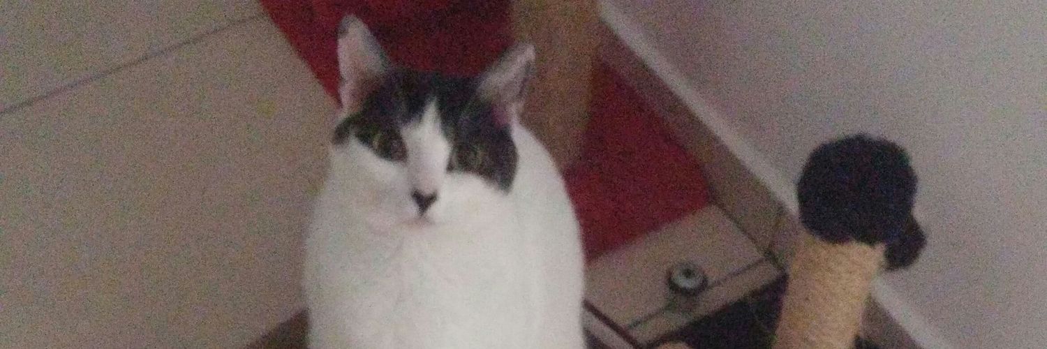 TurtleMelon's profile banner image