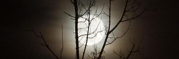 Francisco E Gómez 🥥 banner