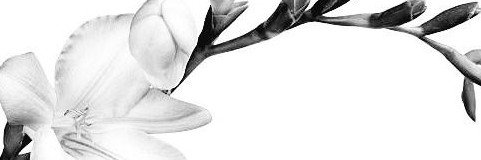 dazz_zx06's profile banner image