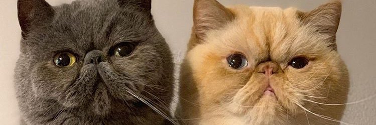 miaaandini's profile banner image