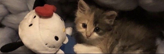 _jessy_sc's profile banner image