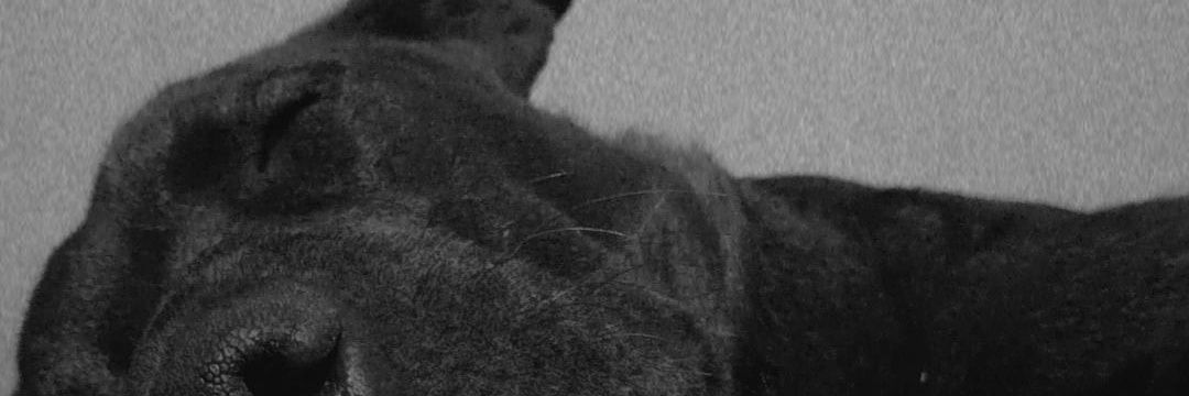 TittarelliFlor's profile banner image