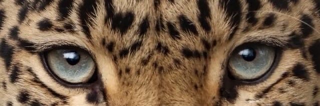 Halatkti's profile banner image