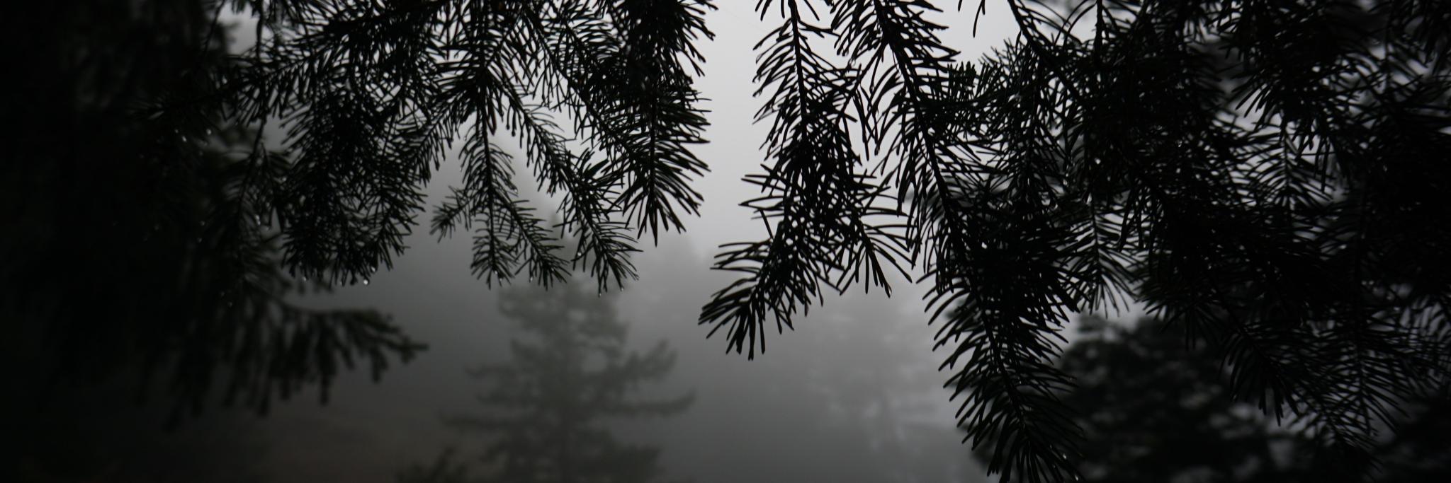 Larisa Berger McCune banner