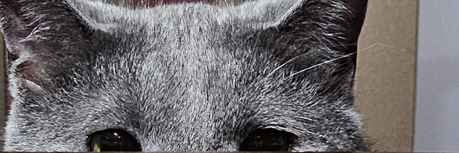 ChuckChaos's profile banner image