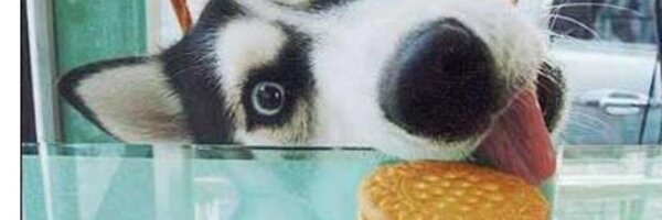 CaptainKdog's profile banner image