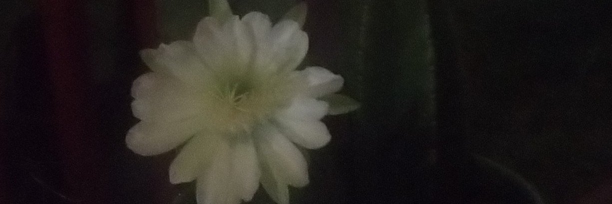 MirandaHite22's profile banner image