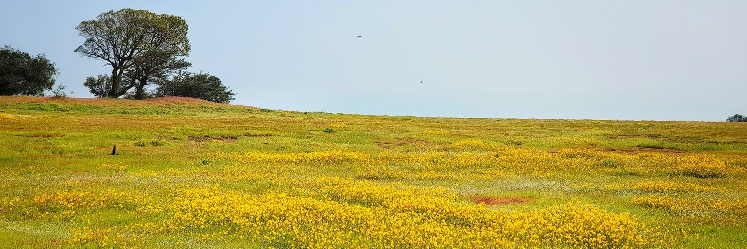 YogeshTweeting's profile banner image