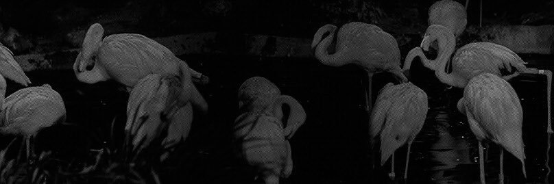 vibrantflamingo's profile banner image