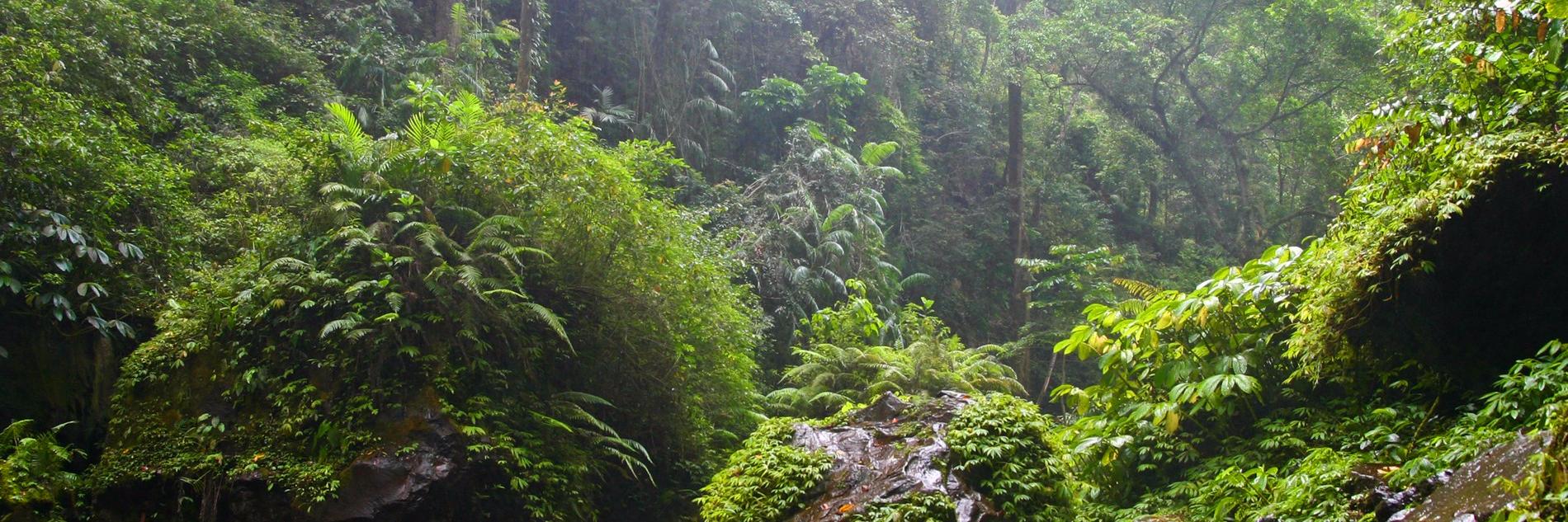 Nature Mobile ® banner
