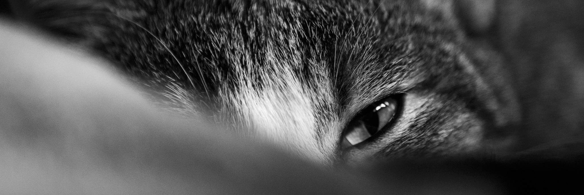fp_nick's profile banner image