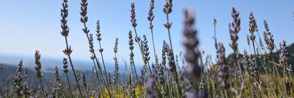 Ester_Forne Profile Banner