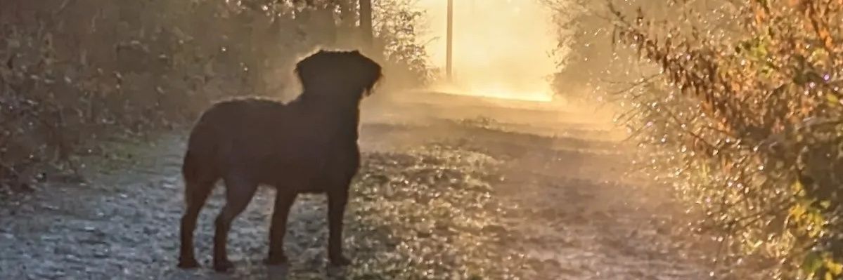 Stuart Pearson banner