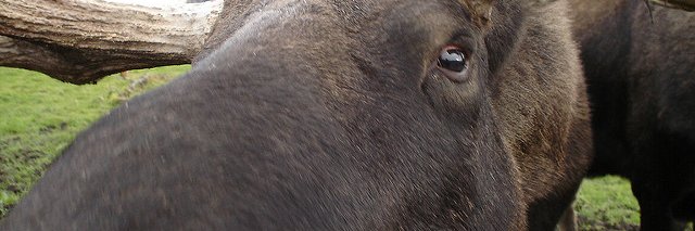 Evil_Moose's profile banner image