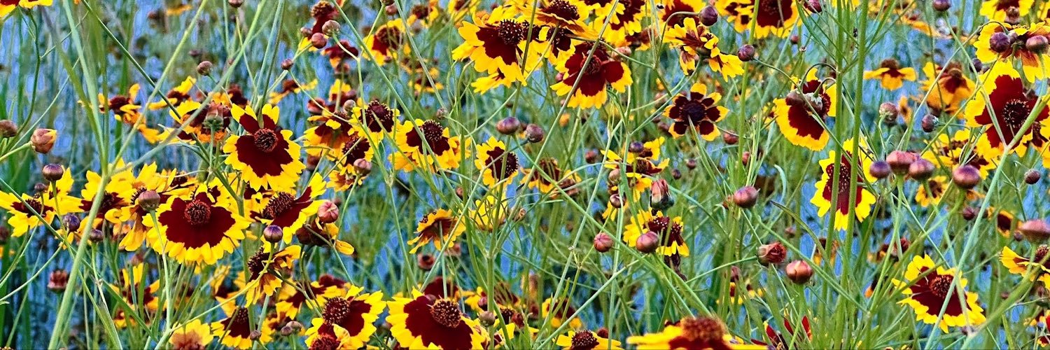 Black_Currant_G's profile banner image