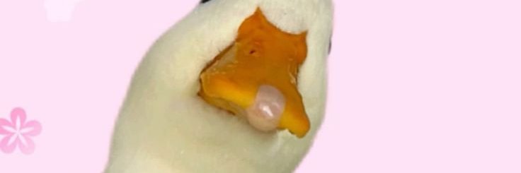 rice_ball_mo's profile banner image