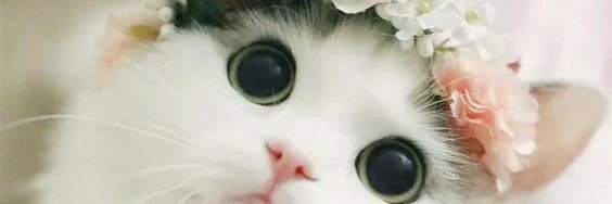atayzhra's profile banner image