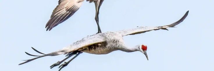 STANDINGCRANE's profile banner image
