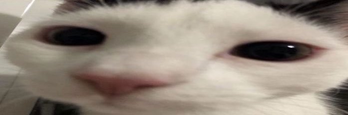 tofuinn's profile banner image