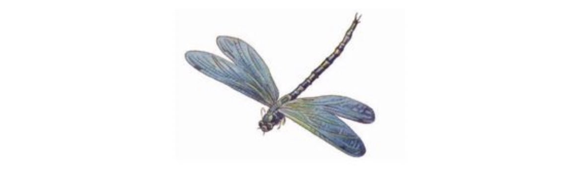 N3ymu 💜🖤 banner