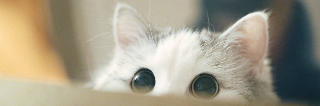 lindashi's profile banner image