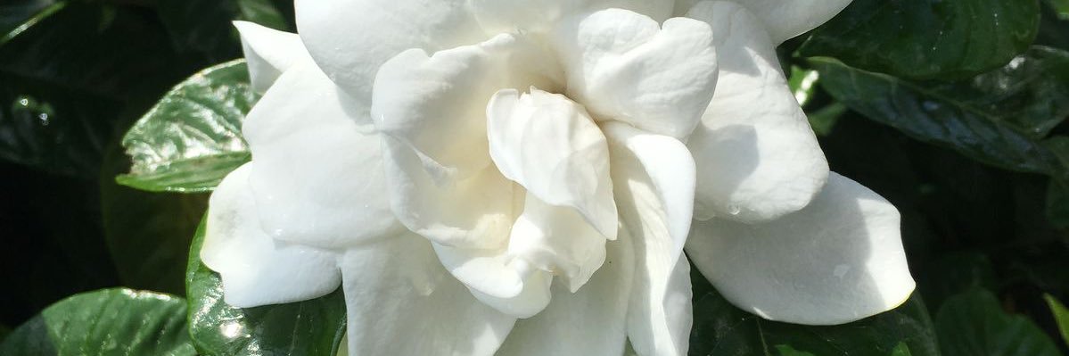 𝒀 banner