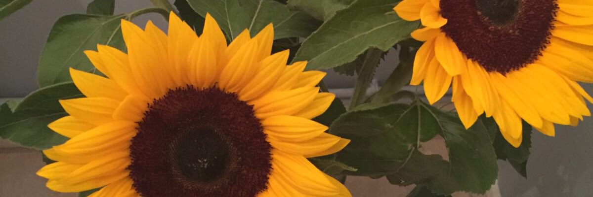 TweetyBoyd111's profile banner image