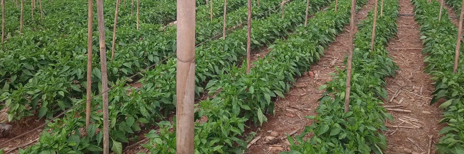 agroincas1's profile banner image