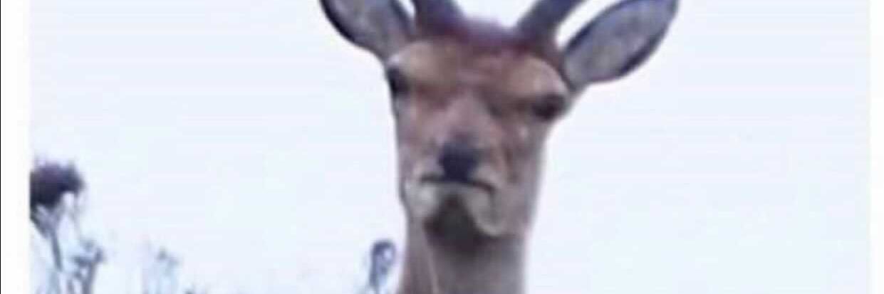 Eric Paschall banner