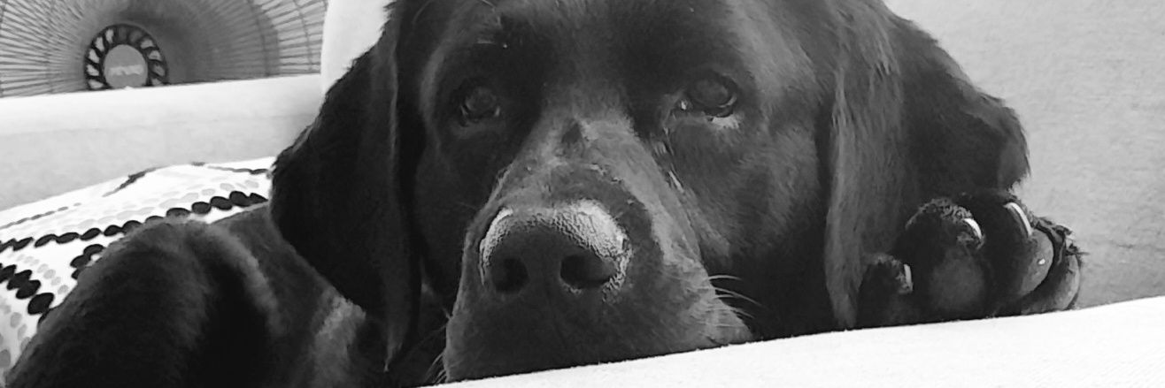 RosauraChina's profile banner image