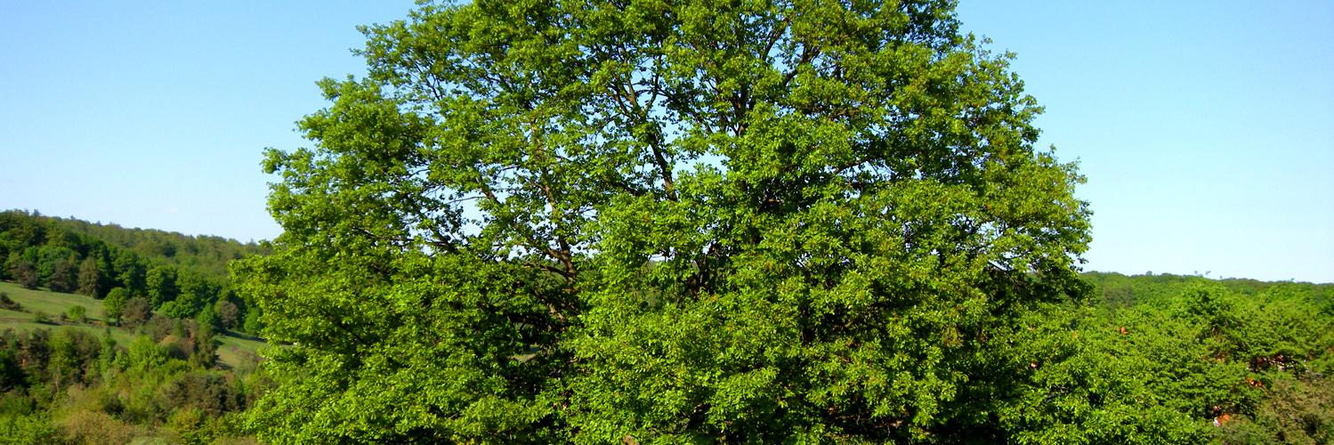 Spessart's profile banner image