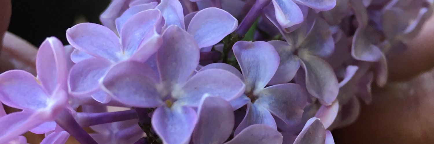 _Contessina's profile banner image