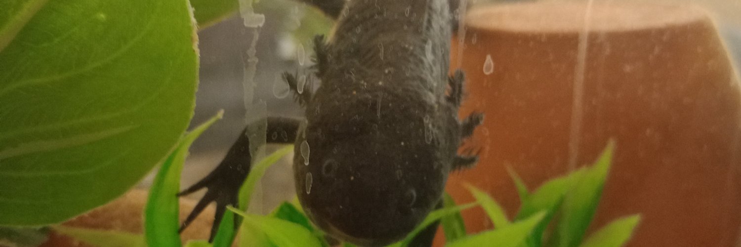 Medusainctr's profile banner image