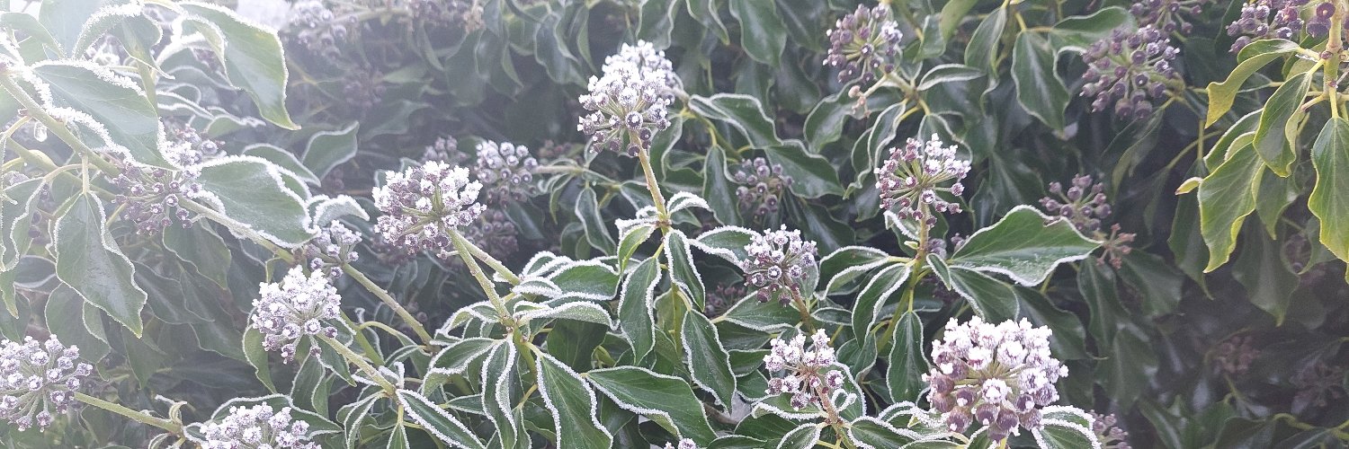 Savage Banana 🐦🍌 banner