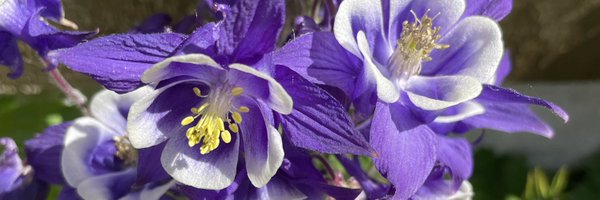 shellhuds Profile Banner