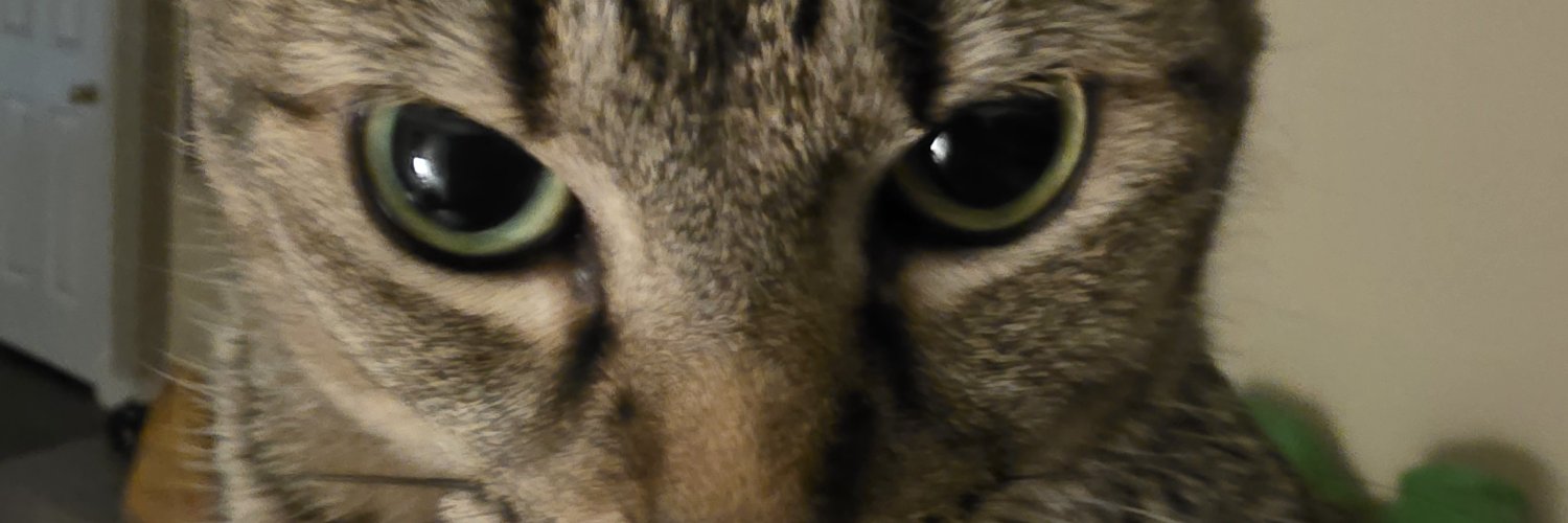 Soup of Wives🐺💣 banner