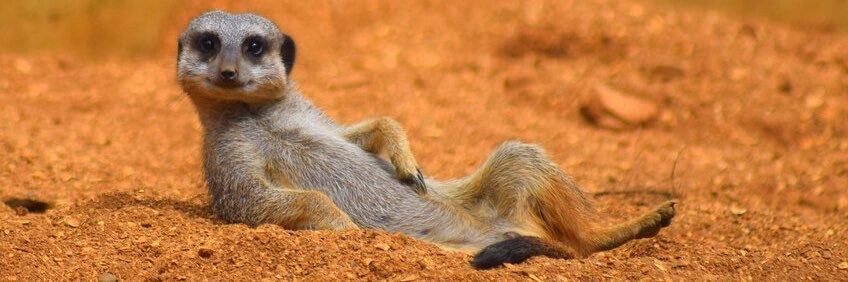 Meerkattweet's profile banner image