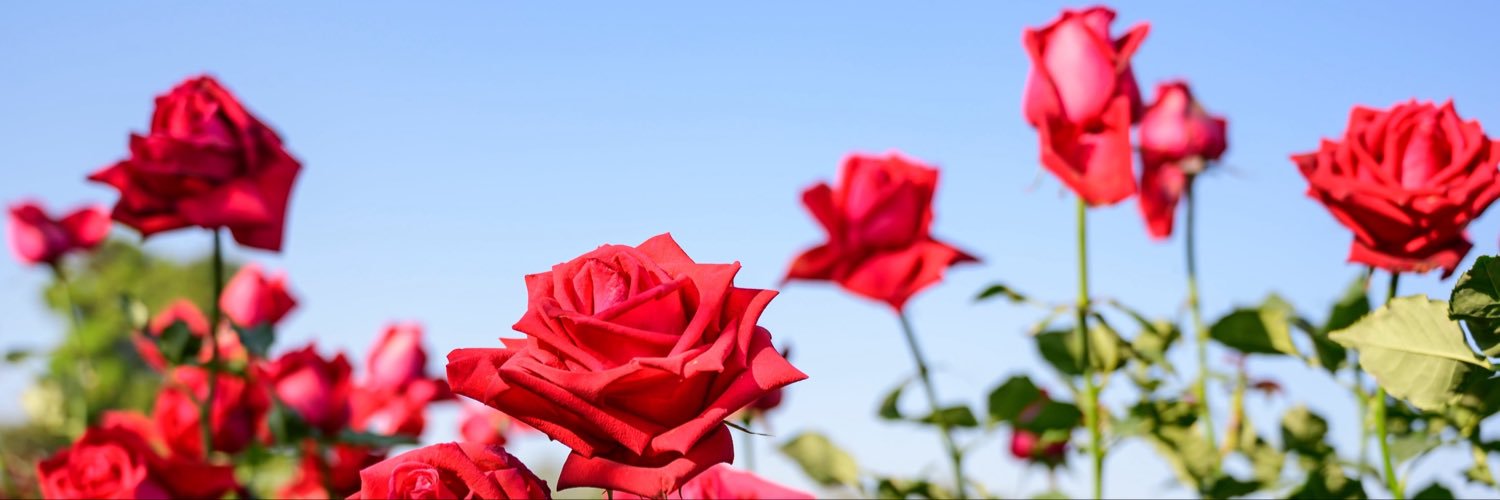 MariMars69's profile banner image