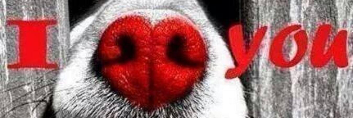 lachikakeukea's profile banner image