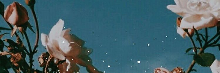 colloniezz's profile banner image
