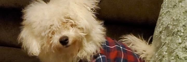 backgammonbob's profile banner image