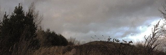 wolfesrose's profile banner image