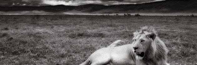 Julie  Walker banner