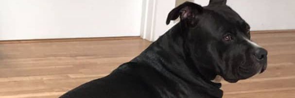 dogknottybghb1's profile banner image