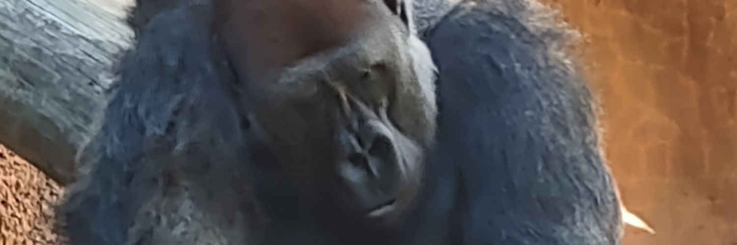 TheRicanAngel's profile banner image