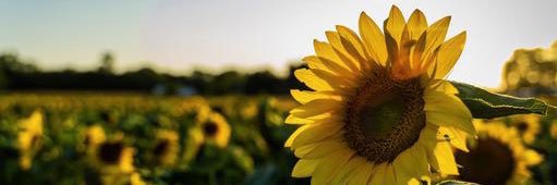 TheSunYouNeeded's profile banner image
