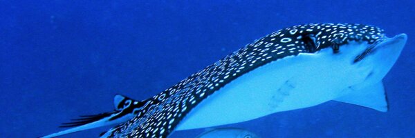 deborahgump Profile Banner