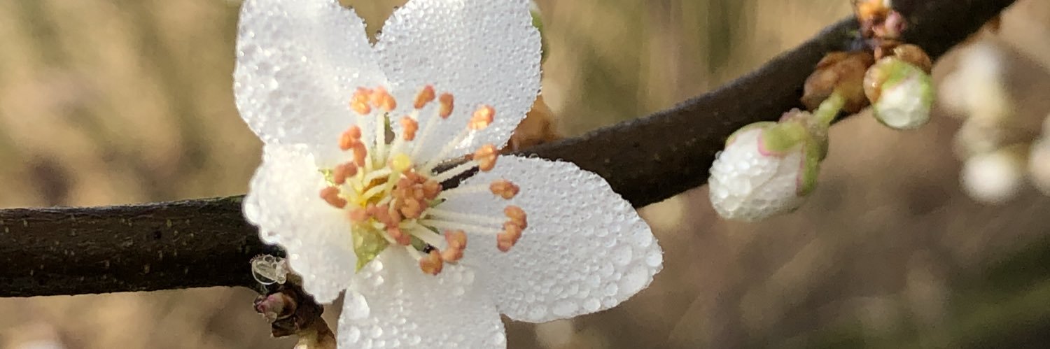 Andy Peache Lane 😺 banner